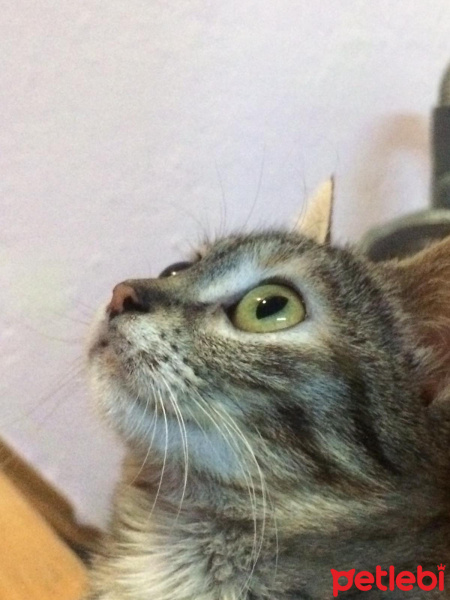 Tuxedo (Smokin) Kedi, Kedi  bıdık fotoğrafı