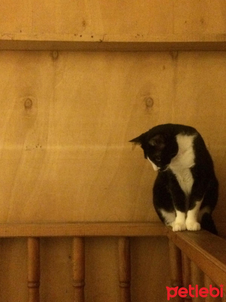 Tuxedo (Smokin) Kedi, Kedi  bıdık fotoğrafı