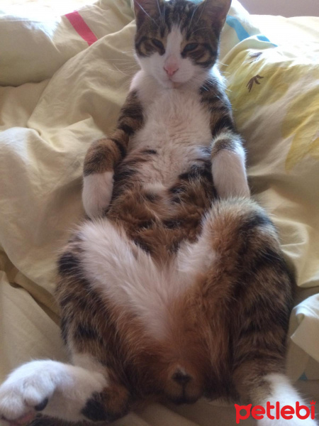 Tuxedo (Smokin) Kedi, Kedi  bıdık fotoğrafı
