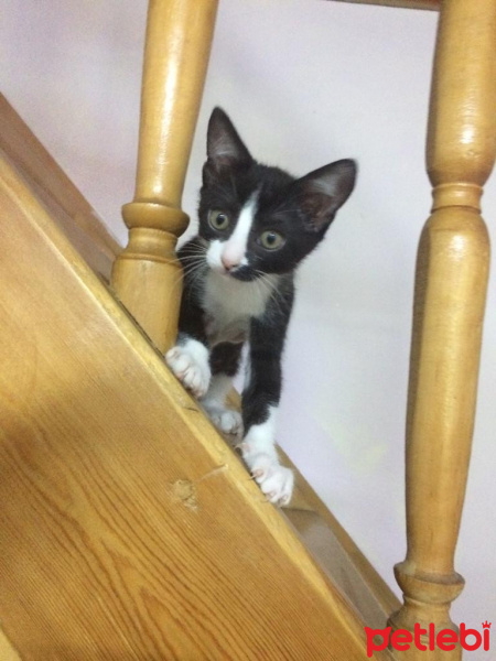 Tuxedo (Smokin) Kedi, Kedi  bıdık fotoğrafı