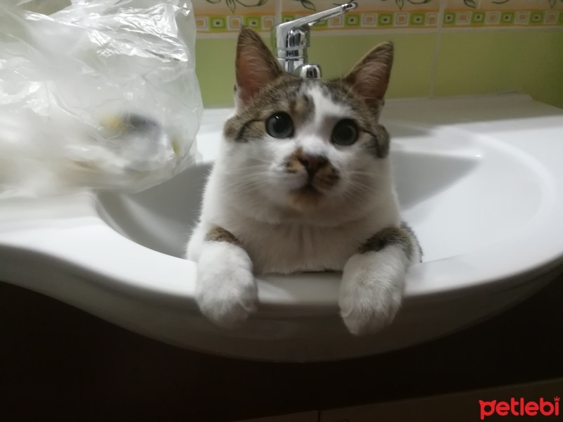 Tekir Kedi, Kedi  boncusum fotoğrafı