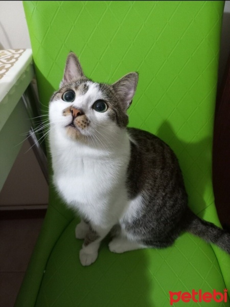 Tekir Kedi, Kedi  boncusum fotoğrafı