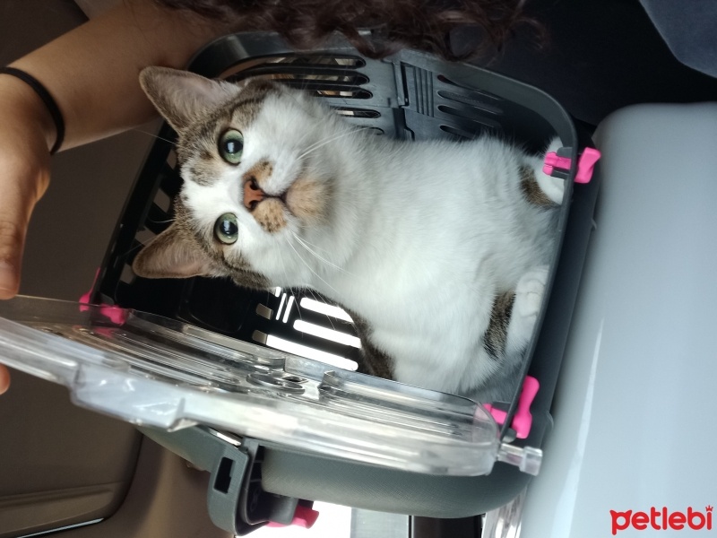Tekir Kedi, Kedi  boncusum fotoğrafı
