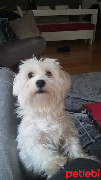 Maltese, Köpek  Rasta fotoğrafı