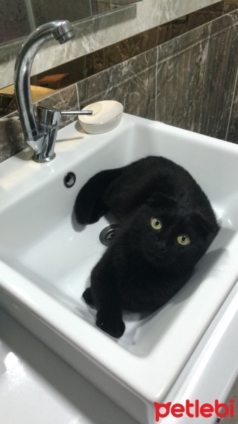 Scottish Fold, Kedi  mia fotoğrafı