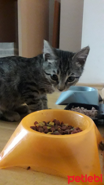 Tekir Kedi, Kedi  Destan fotoğrafı