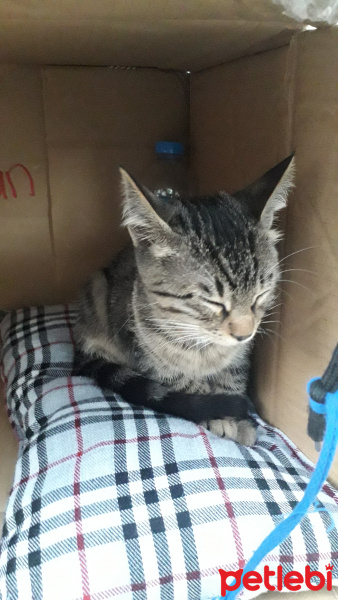 Tekir Kedi, Kedi  Destan fotoğrafı