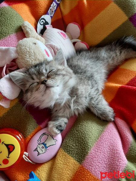 British Shorthair, Kedi  Mavi fotoğrafı