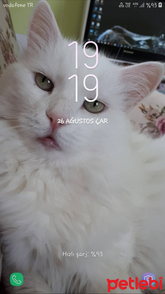 Ankara Kedisi, Kedi  İNCİ fotoğrafı