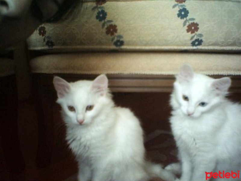 Ankara Kedisi, Kedi  İNCİ fotoğrafı