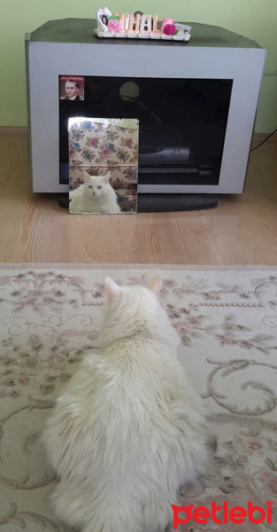 Ankara Kedisi, Kedi  İNCİ fotoğrafı