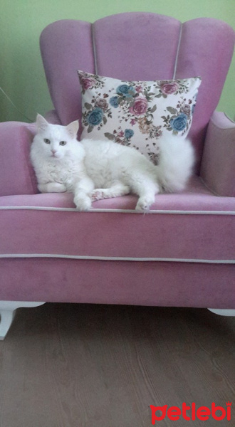 Ankara Kedisi, Kedi  İNCİ fotoğrafı