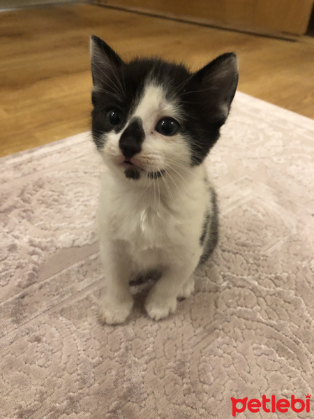 Tuxedo (Smokin) Kedi, Kedi  Nazlı fotoğrafı