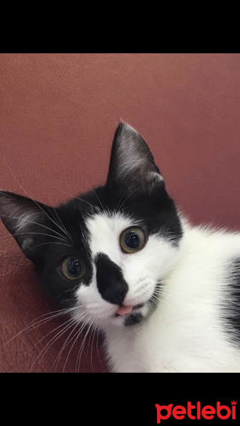 Tuxedo (Smokin) Kedi, Kedi  Nazlı fotoğrafı