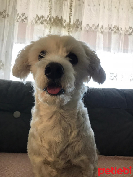 Maltese, Köpek  Köpük fotoğrafı