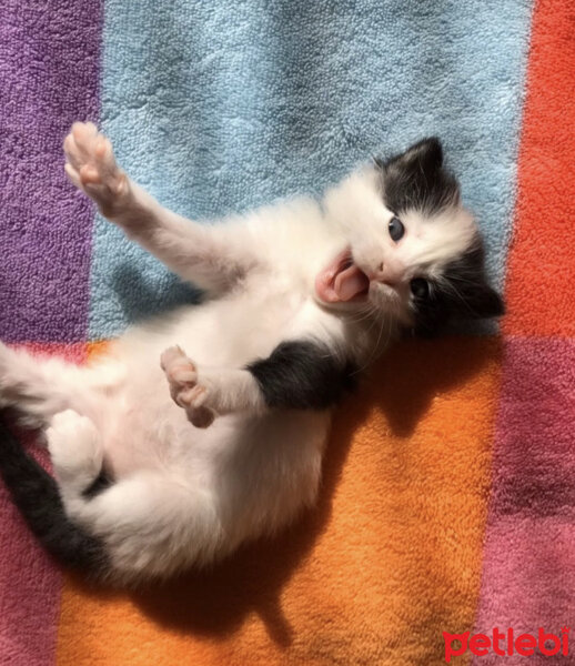 Tuxedo (Smokin) Kedi, Kedi  Milka fotoğrafı