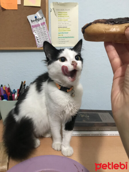 Tuxedo (Smokin) Kedi, Kedi  Milka fotoğrafı