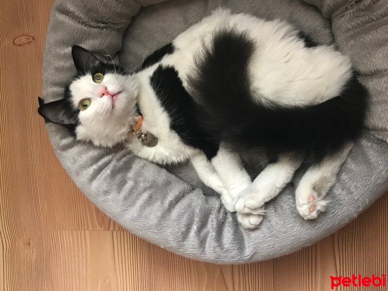 Tuxedo (Smokin) Kedi, Kedi  Milka fotoğrafı