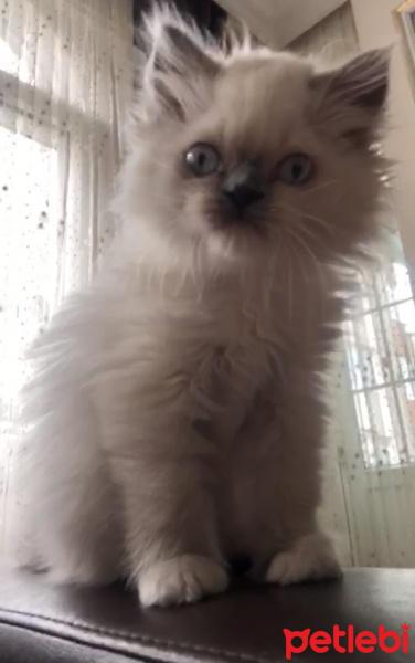 Ragdoll, Kedi  Misha fotoğrafı