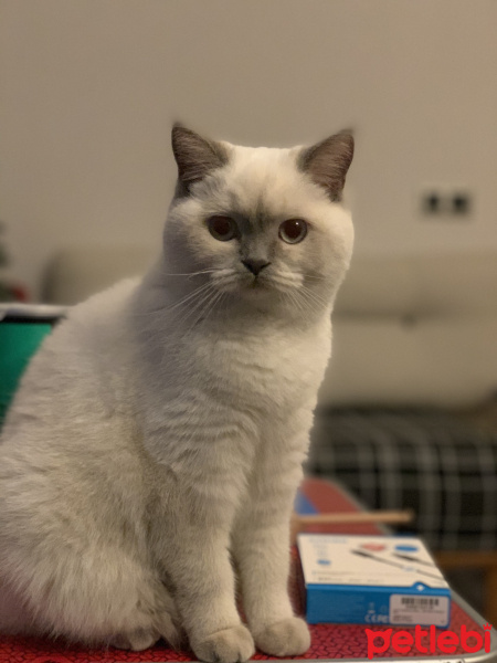 British Shorthair, Kedi  Bal fotoğrafı