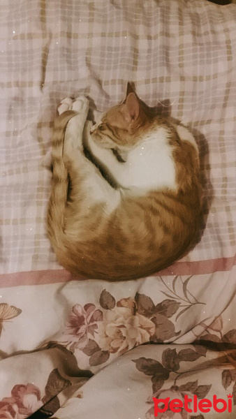 Sarman, Kedi  Mars fotoğrafı