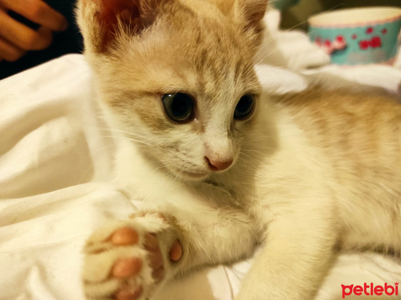 Sarman, Kedi  Mars fotoğrafı