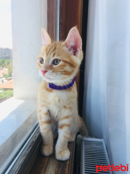 Tekir Kedi, Kedi  Achill fotoğrafı