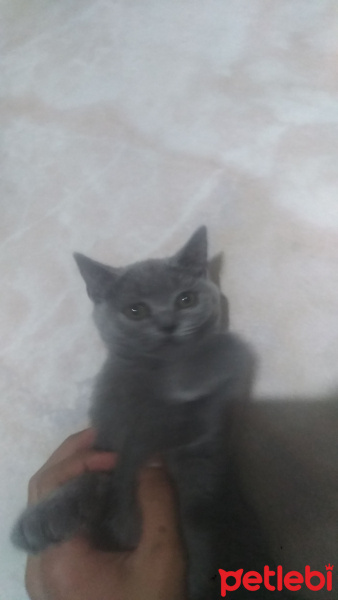 British Shorthair, Kedi  Nazlı fotoğrafı