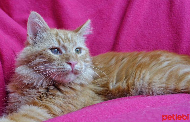 Maine Coon, Kedi  Vincent fotoğrafı