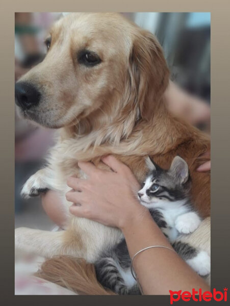 Tekir Kedi, Kedi  Çıtır fotoğrafı