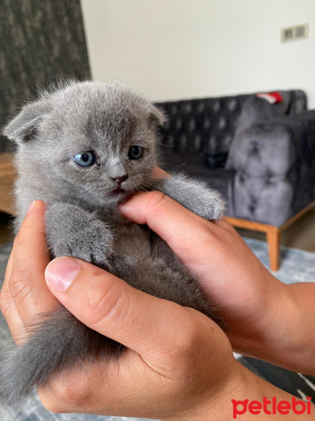 Scottish Fold, Kedi  Nota fotoğrafı