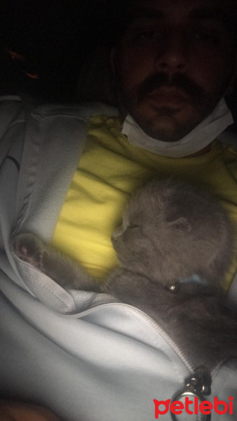 Scottish Fold, Kedi  Nota fotoğrafı