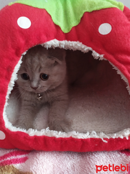 Scottish Fold, Kedi  Çiko fotoğrafı