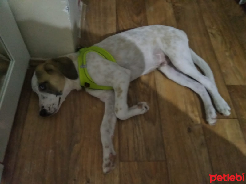 Sokö (Sokak Köpeği), Köpek  Cesur fotoğrafı