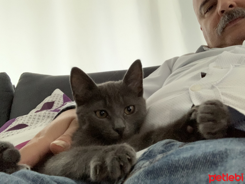Mavi Rus, Kedi  Naime fotoğrafı