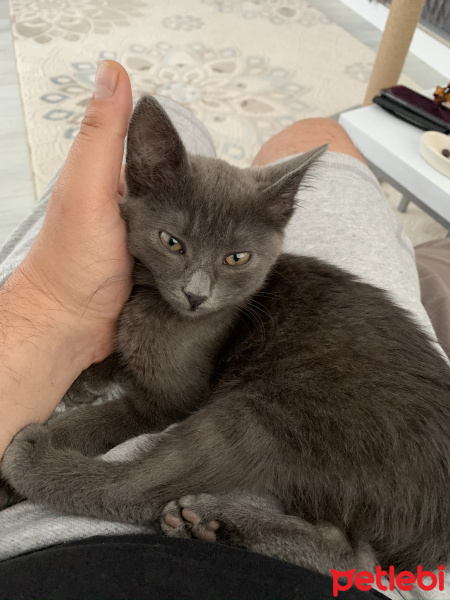 Mavi Rus, Kedi  Naime fotoğrafı
