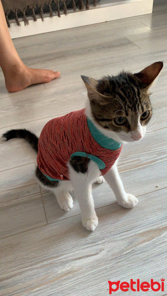 Tekir Kedi, Kedi  Mia fotoğrafı