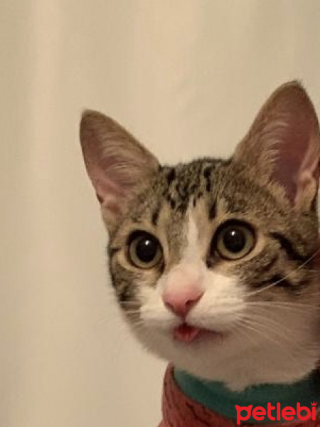 Tekir Kedi, Kedi  Mia fotoğrafı