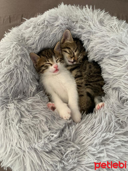 Tekir Kedi, Kedi  Mia fotoğrafı