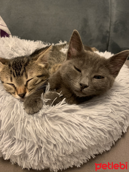 Tekir Kedi, Kedi  Dobby fotoğrafı