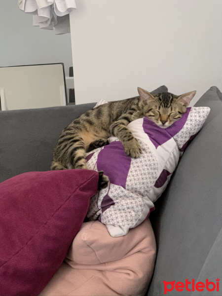 Tekir Kedi, Kedi  Dobby fotoğrafı