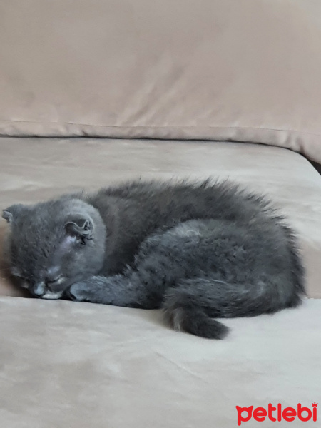 Scottish Fold, Kedi  Gölge fotoğrafı