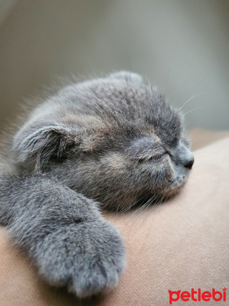Scottish Fold, Kedi  Gölge fotoğrafı