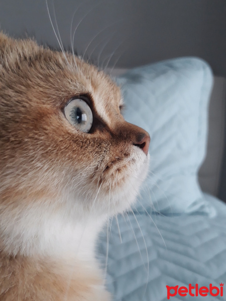 British Shorthair, Kedi  Leo fotoğrafı