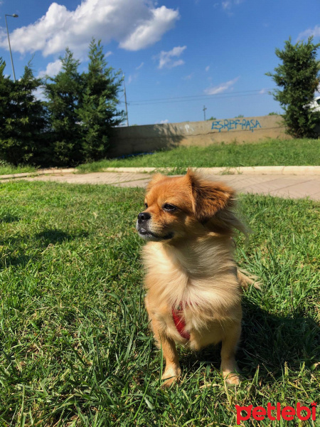 Tibetli Spaniel, Köpek  Missy fotoğrafı