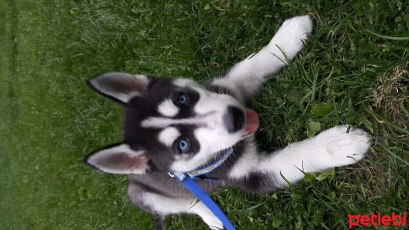 Sibirya Kurdu (Husky), Köpek  Ayaz fotoğrafı