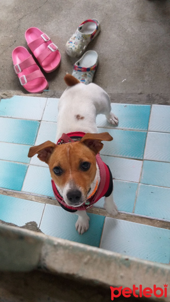 Jack Russell Terrier, Köpek  ŞİLA fotoğrafı