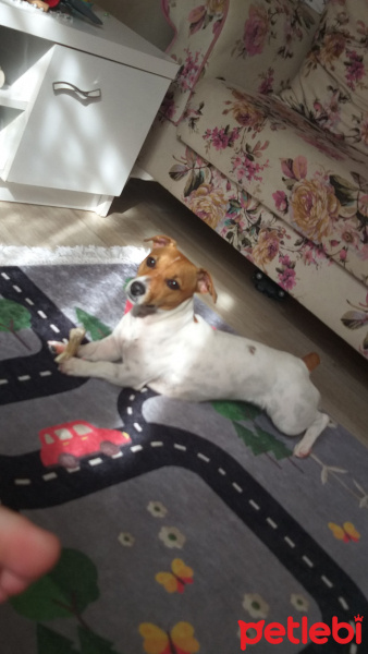 Jack Russell Terrier, Köpek  ŞİLA fotoğrafı