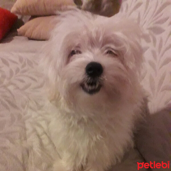 Maltese, Köpek  PAMUK fotoğrafı