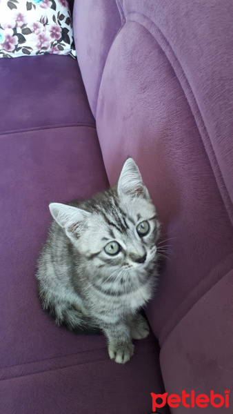 Tekir Kedi, Kedi  boncuk fotoğrafı